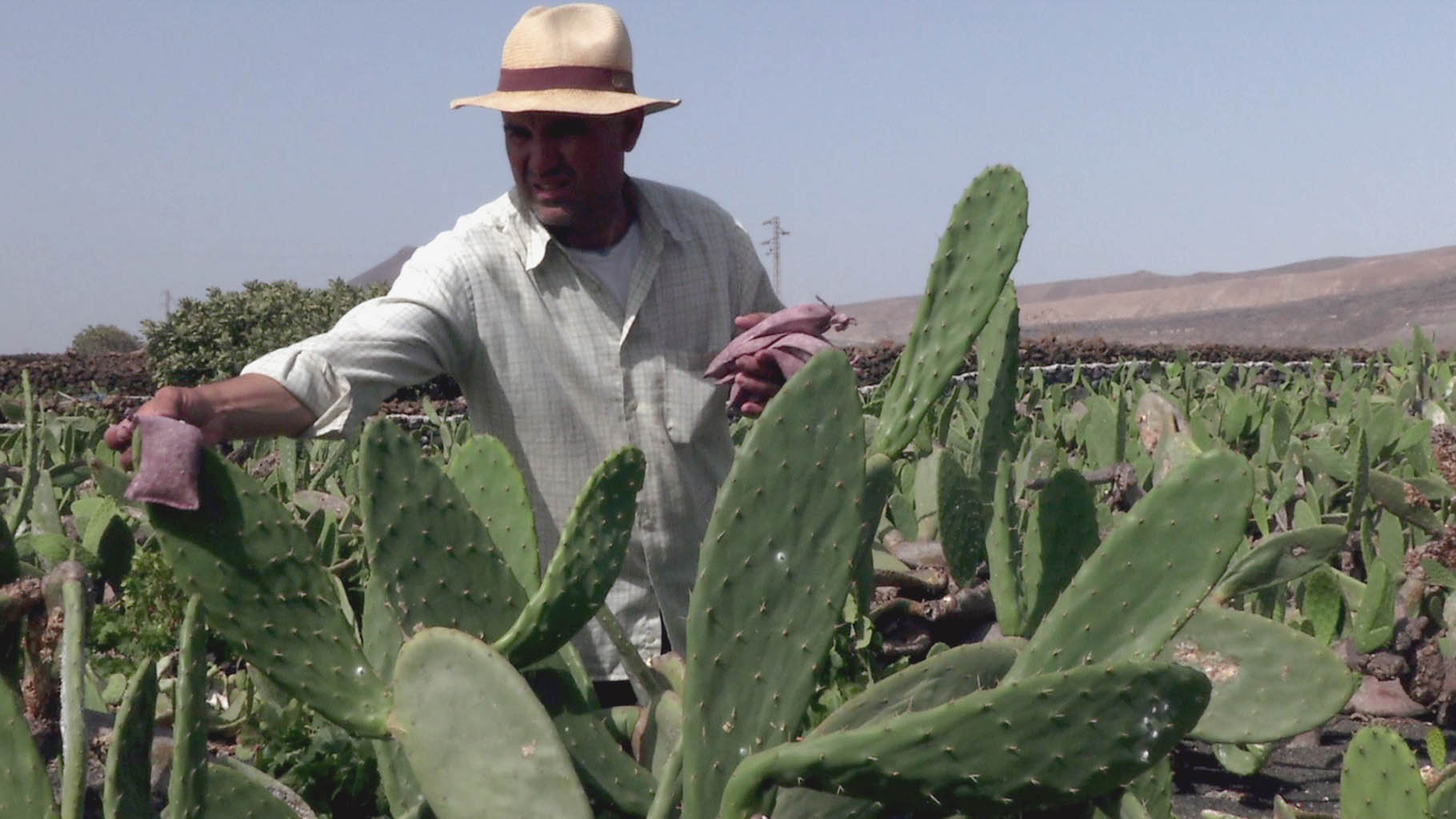 MATERIAL 2016 – 2017